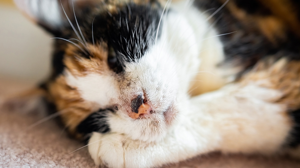 Abses Pada Kucing: Penyebab dan Cara Mengobatinya