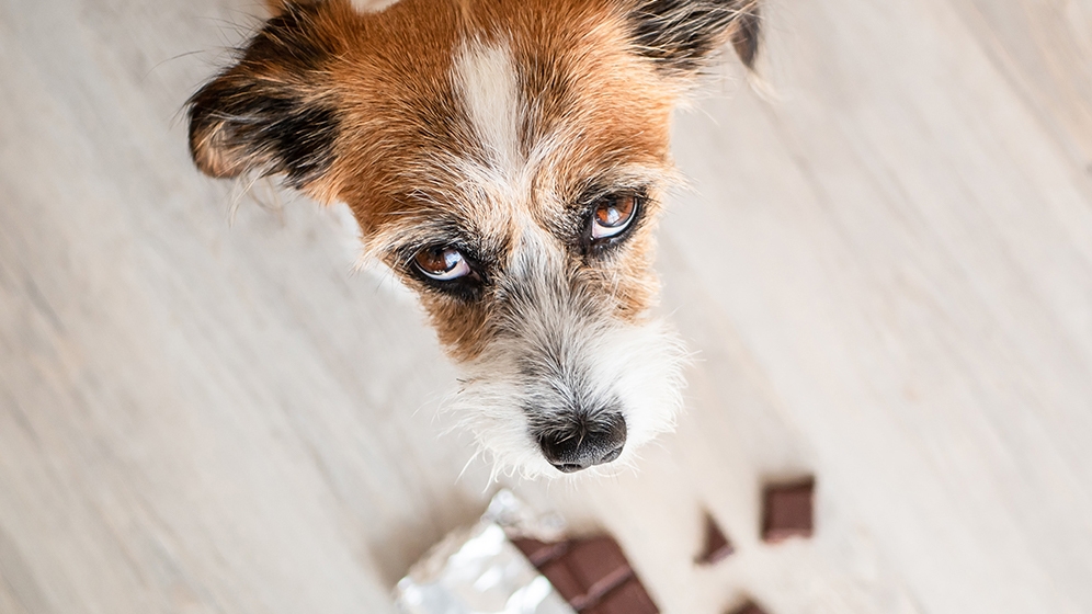 Kenapa Anjing Tidak Boleh Makan Coklat?