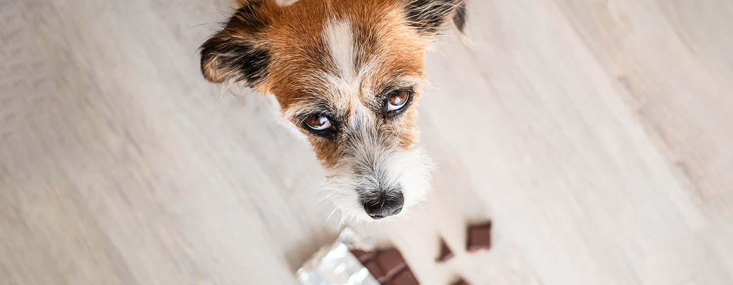 Kenapa Anjing Tidak Boleh Makan Coklat?