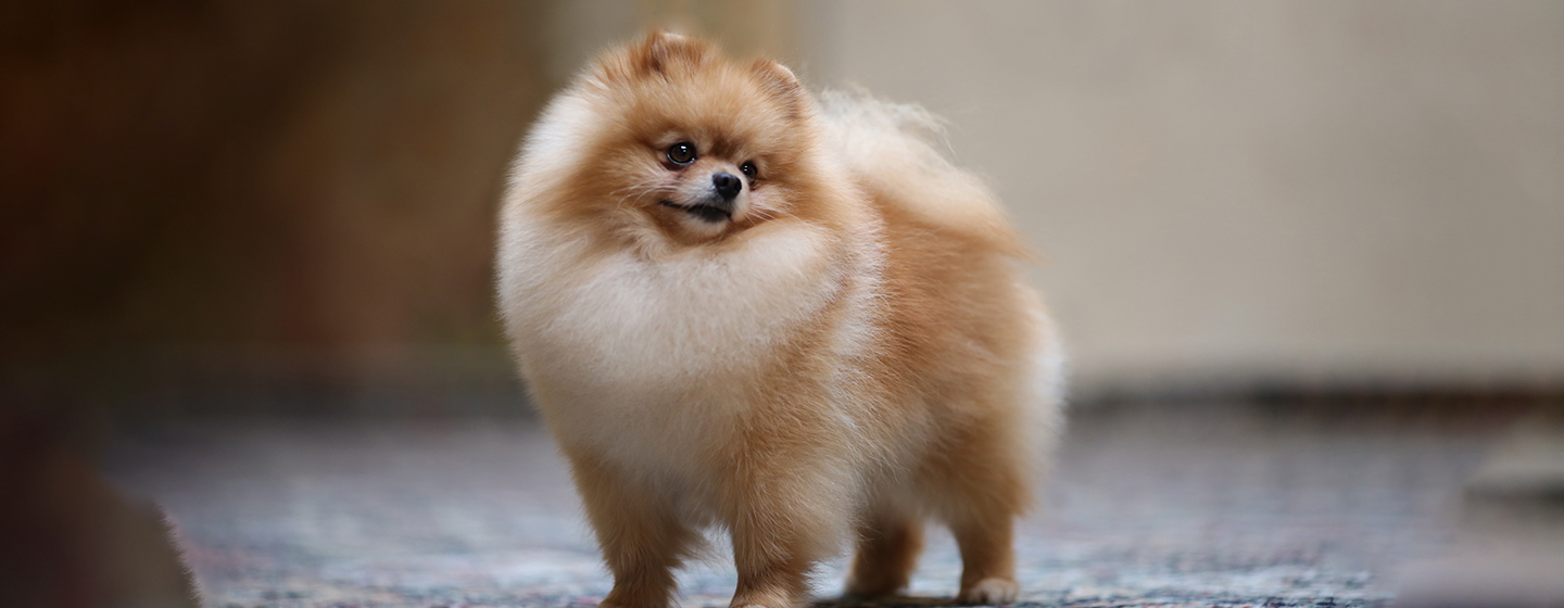 Mengenali Jenis Anjing Pomeranian
