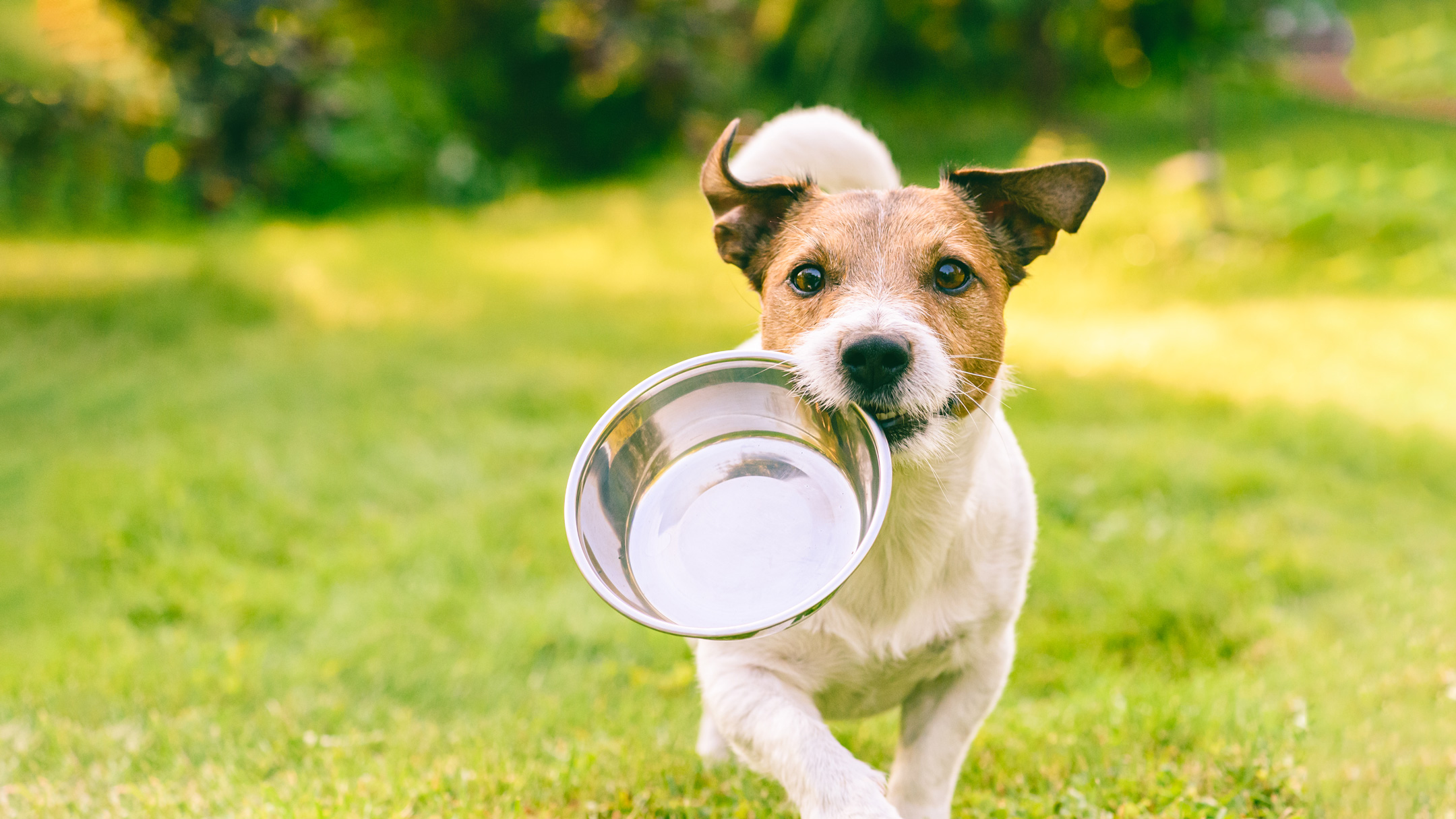 Dog run with food bowl