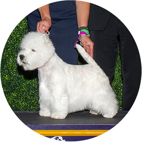 West Highland White Terrier 