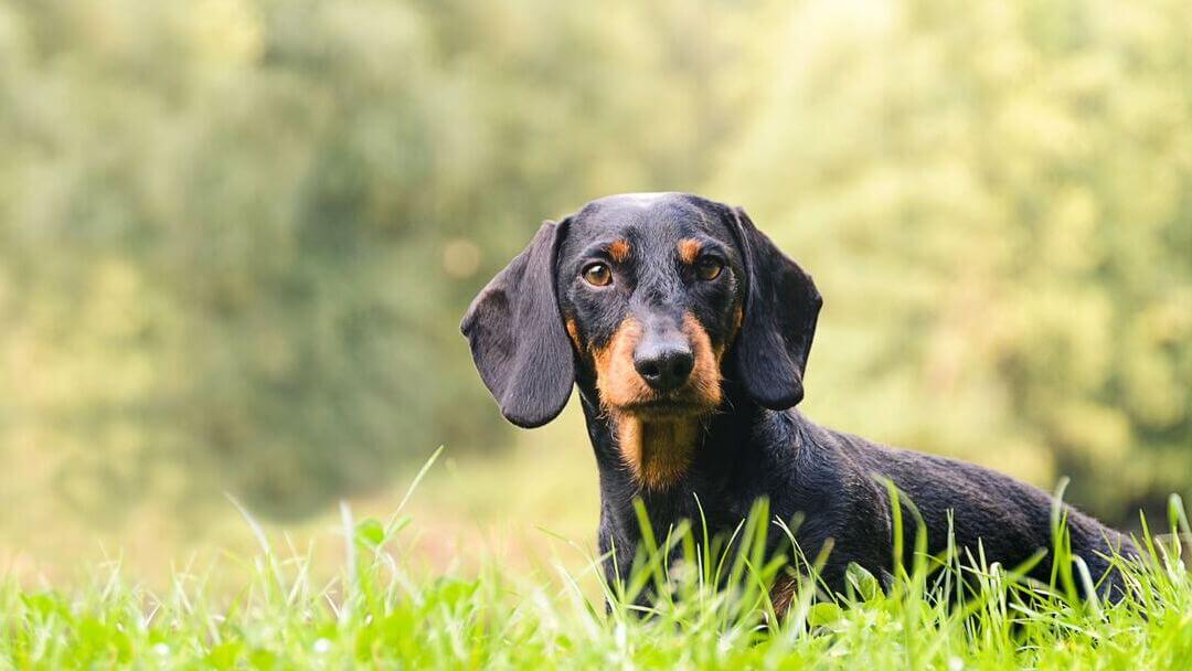 Temui Kelompok Anjing Pemburu