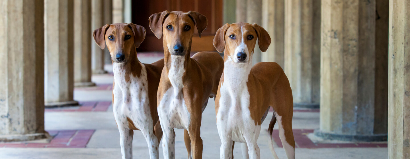 Ras Baru Ditambahkan ke Pertunjukan Anjing Westminster 2020: Azawakh