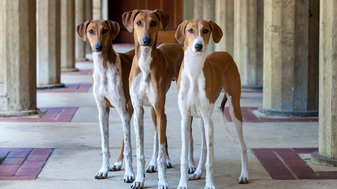 Ras Baru Ditambahkan ke Pertunjukan Anjing Westminster 2020: Azawakh