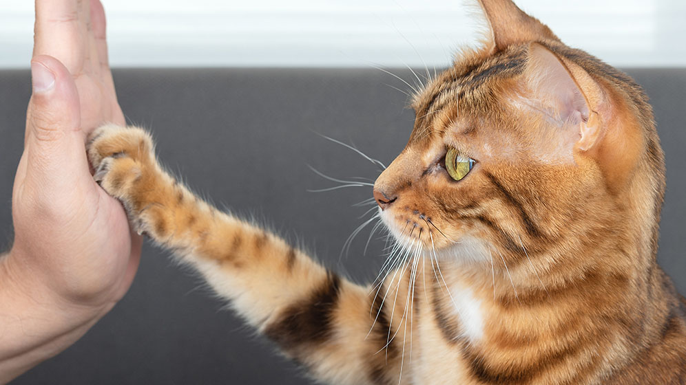 9 Cara Melatih Kucing Agar Nurut