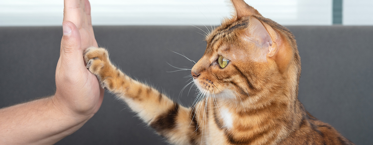 9 Cara Melatih Kucing Agar Nurut