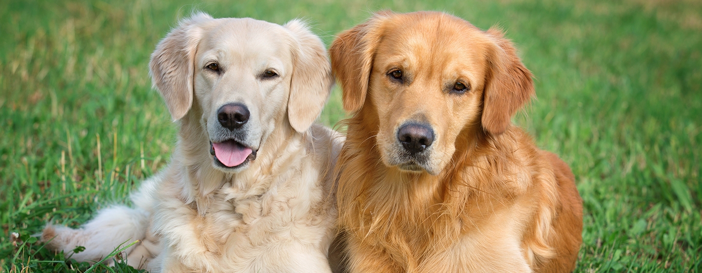 Anjing Kawin Tidak Bisa Lepas? Begini Penjelasannya!