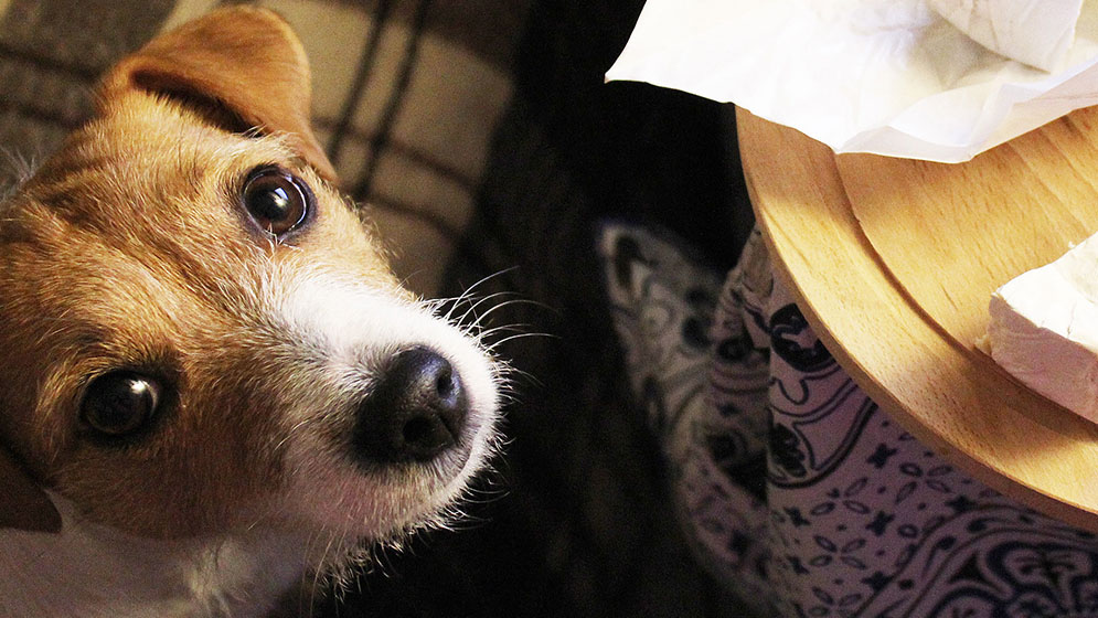 Apakah Anjing Boleh Makan Keju? Ketahui Jawabannya di Sini!