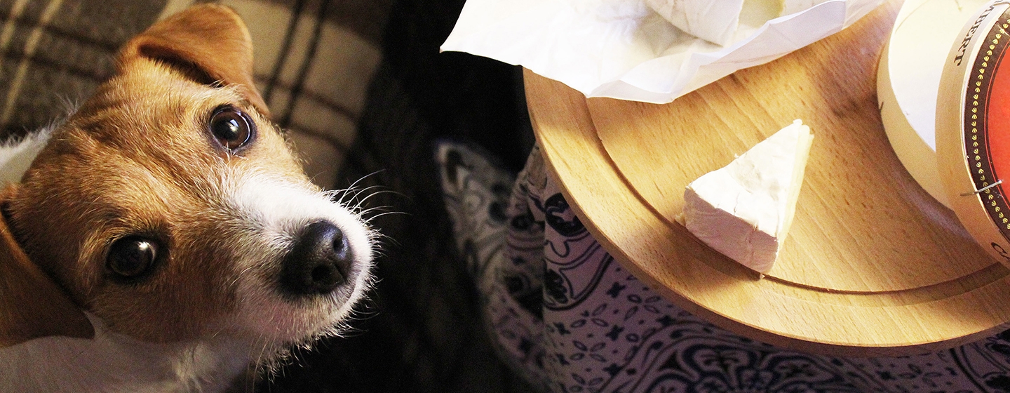 Apakah Anjing Boleh Makan Keju? Ketahui Jawabannya di Sini!