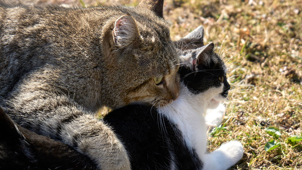 Begini Cara Mengawinkan Kucing yang Tepat