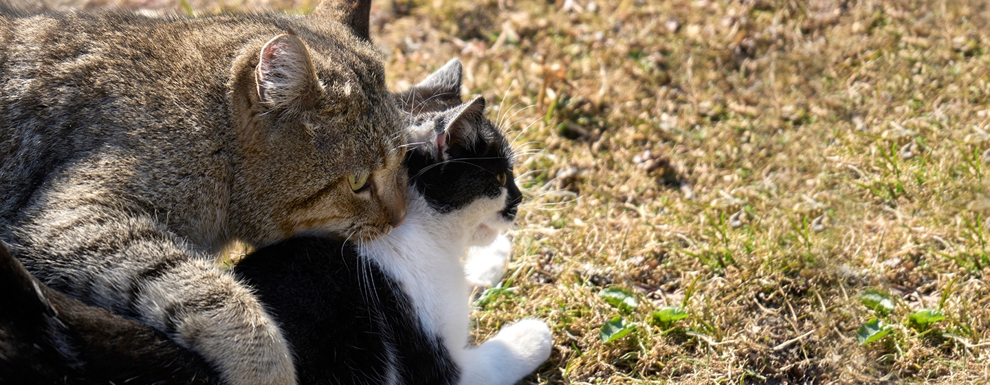 Begini Cara Mengawinkan Kucing yang Tepat