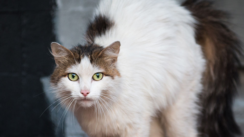 Berikut Tanda Kucing Stress yang Perlu Diwaspadai