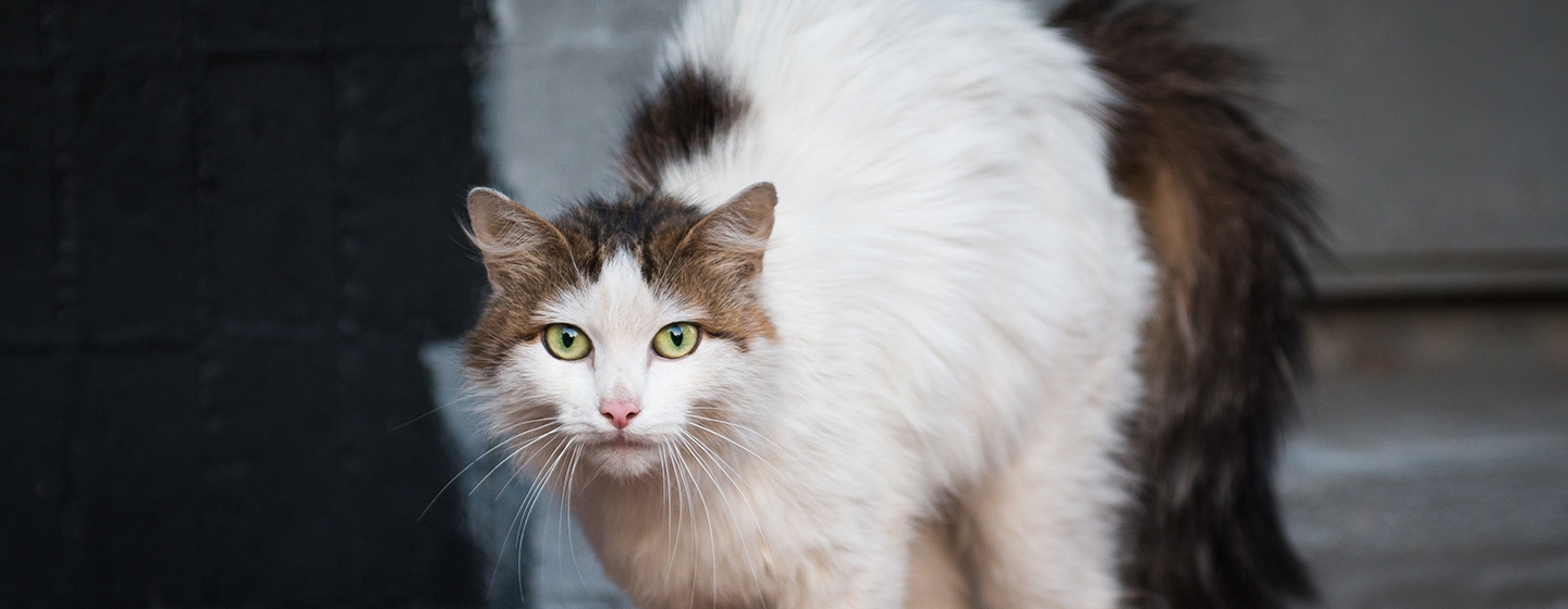 Berikut Tanda Kucing Stress yang Perlu Diwaspadai