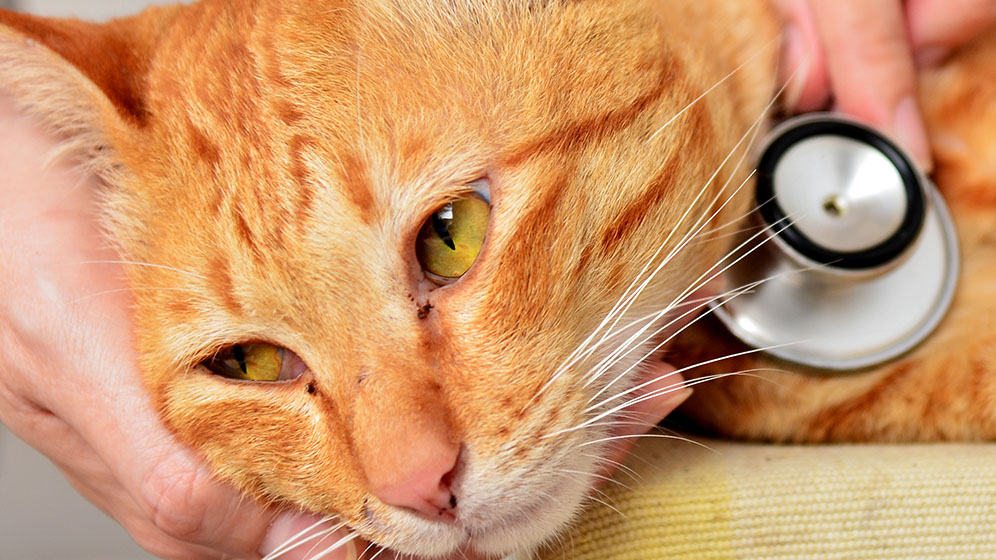 Kenali 10 Penyakit Kulit Kucing yang Perlu Diwaspadai
