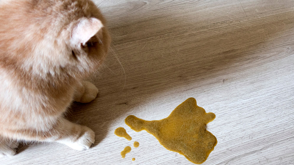 Kenali Penyebab Kenapa Kucing Muntah Kuning