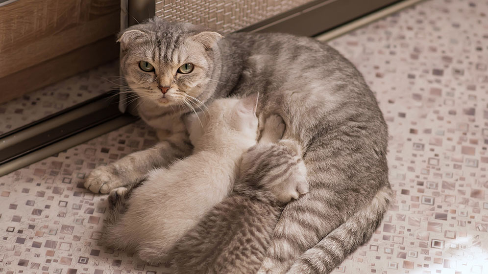 Ketahui Berapa Lama Kucing Menyusui Sebelum Memberi Makan Anak Kucing