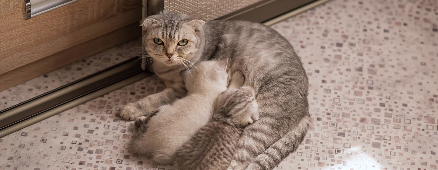 Ketahui Berapa Lama Kucing Menyusui Sebelum Memberi Makan Anak Kucing