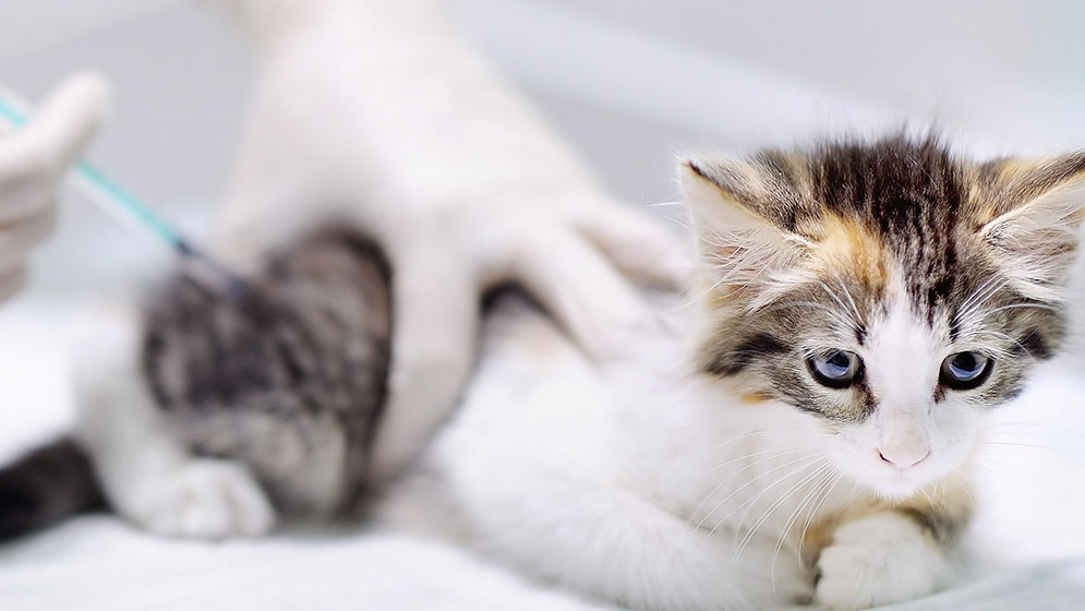 Ketahui Syarat dan Efek Samping Vaksin Kucing