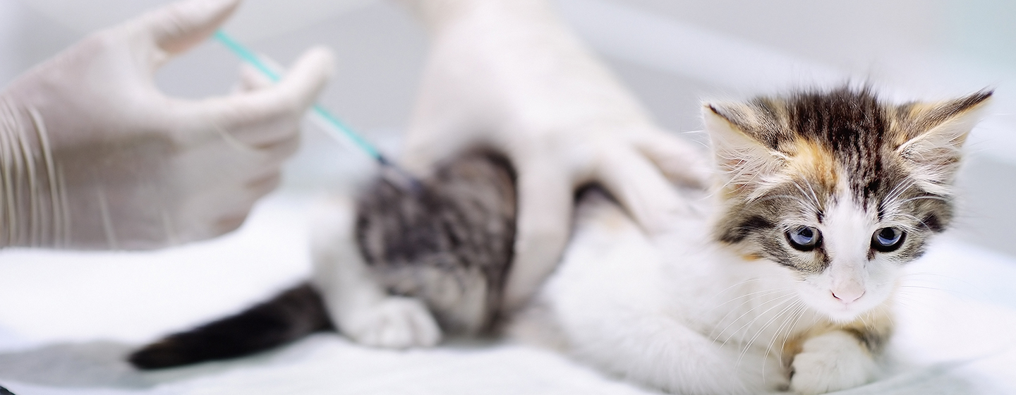 Ketahui Syarat dan Efek Samping Vaksin Kucing