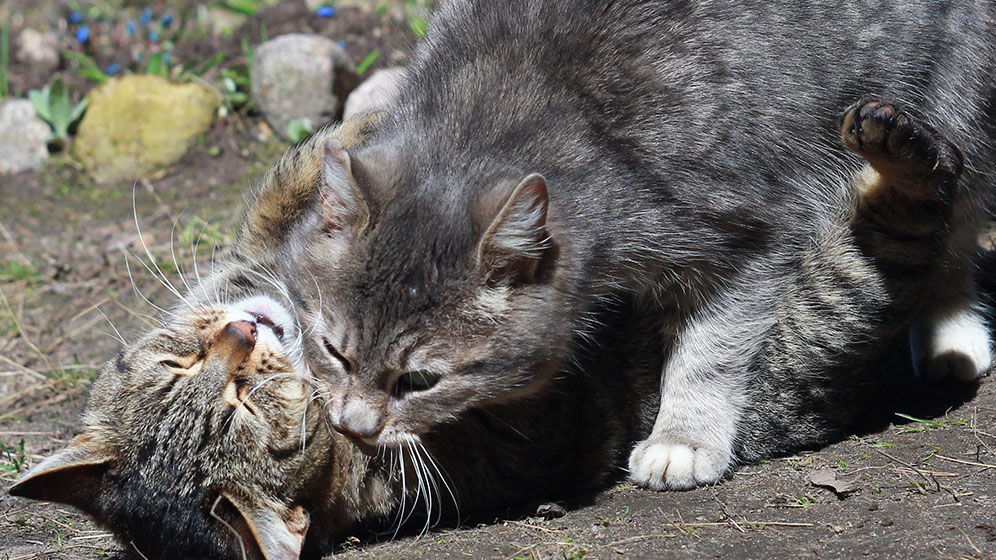 Ketahui Tanda Tanda Kucing Birahi