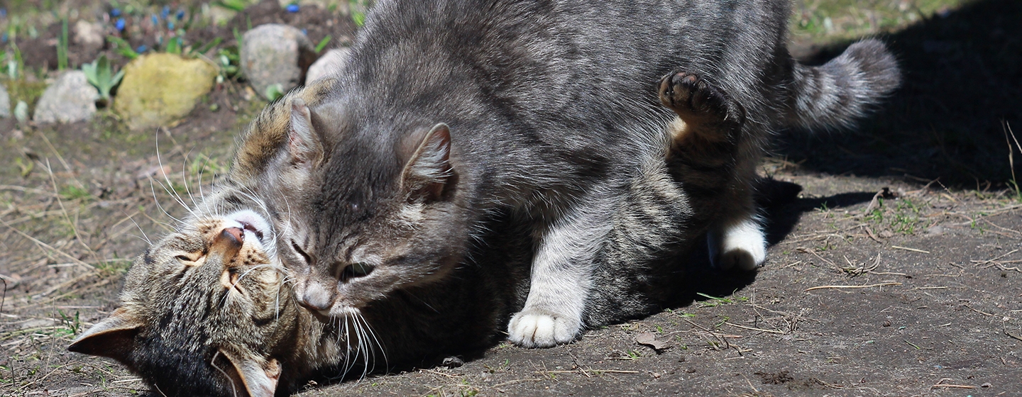 Ketahui Tanda Tanda Kucing Birahi