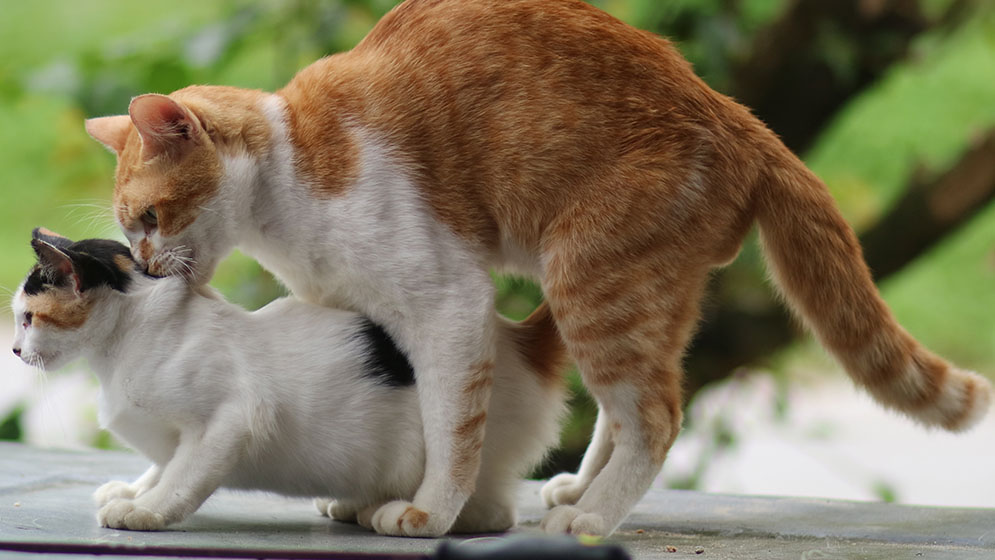 Kucing Birahi Umur Berapa? Ketahui Jawabannya di Sini!