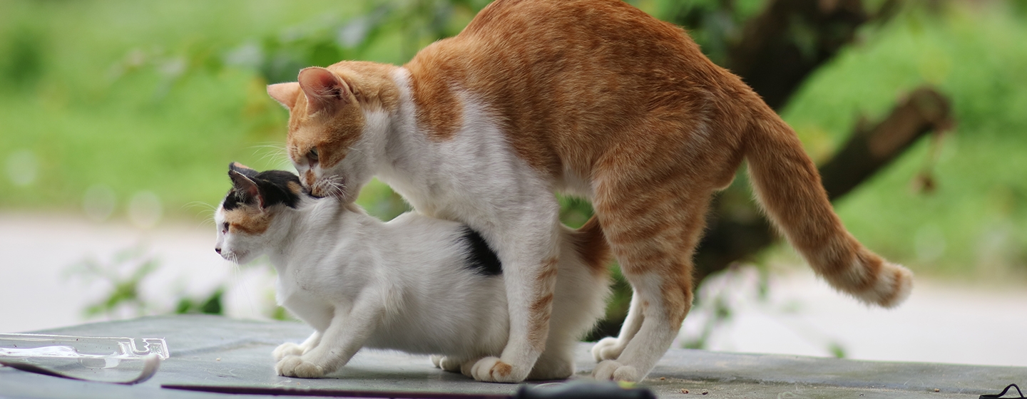 Kucing Birahi Umur Berapa? Ketahui Jawabannya di Sini!