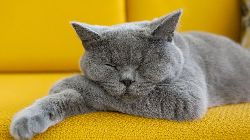 Kucing Tidur Berapa Jam?