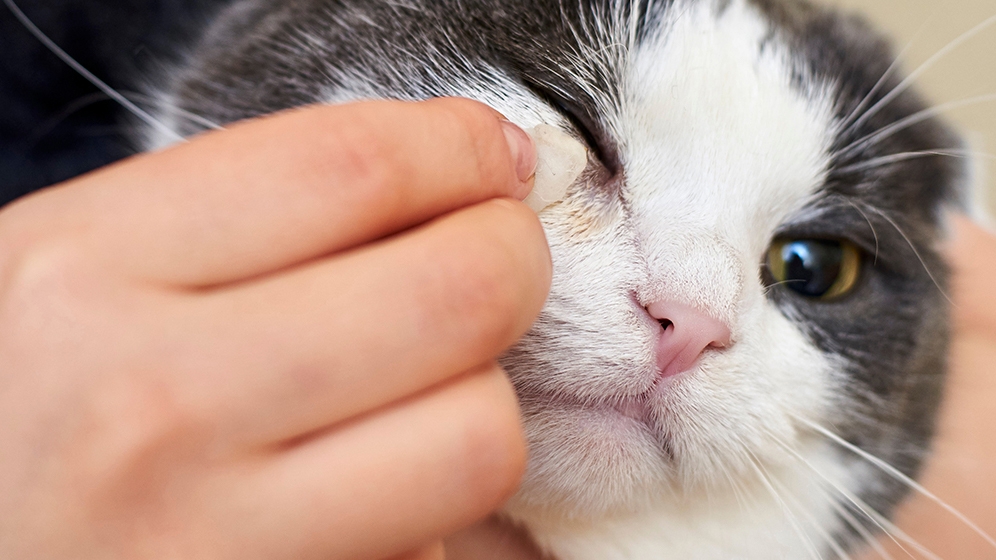 Mata Kucing Berselaput: Penyebab dan Cara Menyembuhkannya