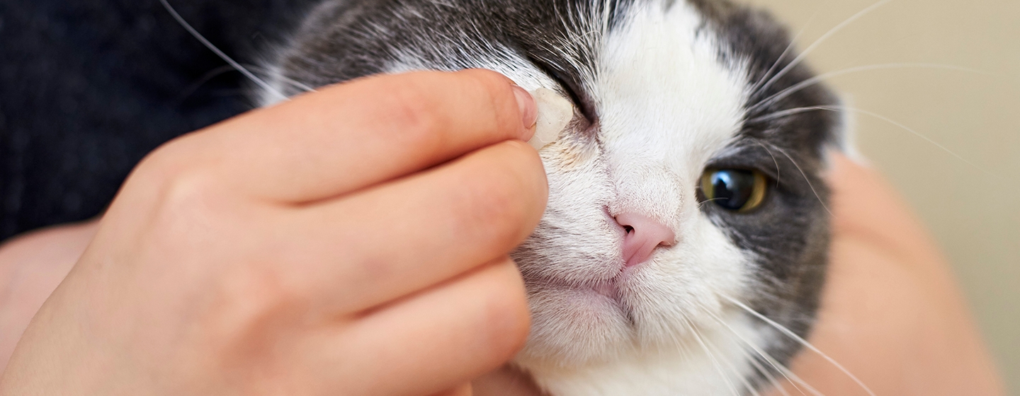 Mata Kucing Berselaput: Penyebab dan Cara Menyembuhkannya