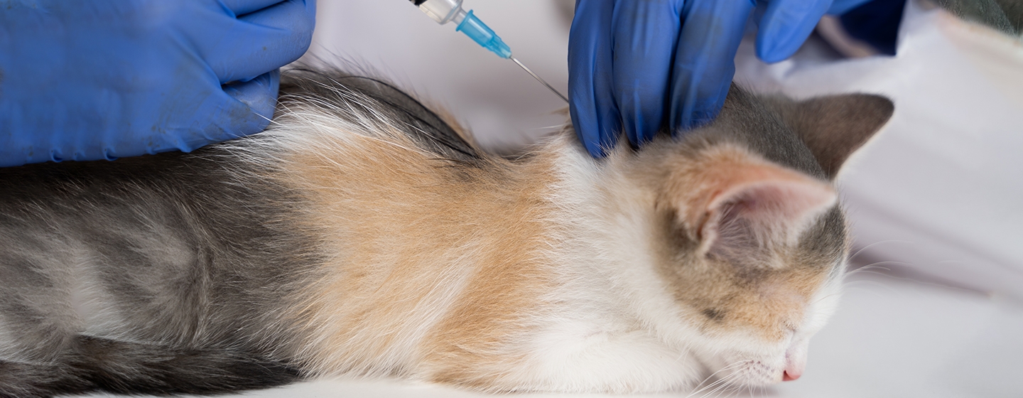 Panleukopenia pada Kucing: Kenali Gejala dan Cara Menghindarinya