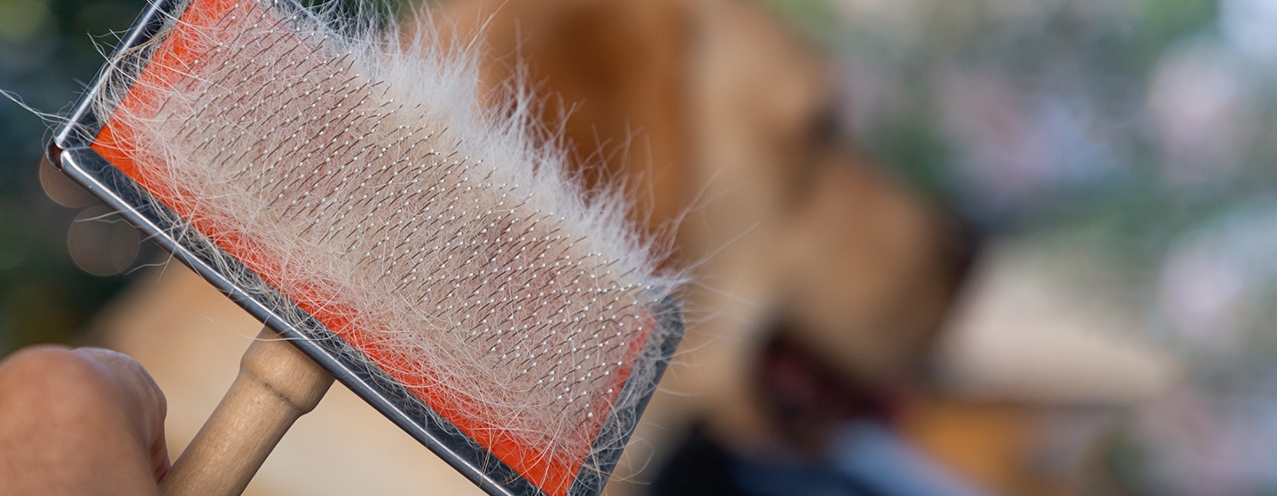 Penyebab Bulu Anjing Rontok yang Perlu Diketahui | Purina Indonesia
