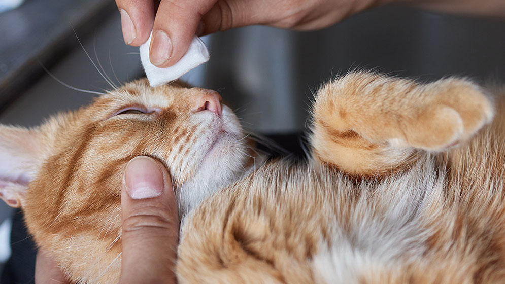 Penyebab dan Cara Mengatasi Sakit Mata pada Kucing