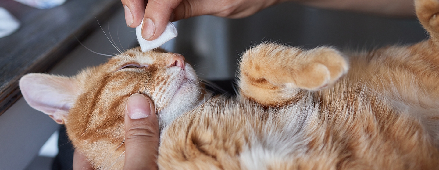 Penyebab dan Cara Mengatasi Sakit Mata pada Kucing