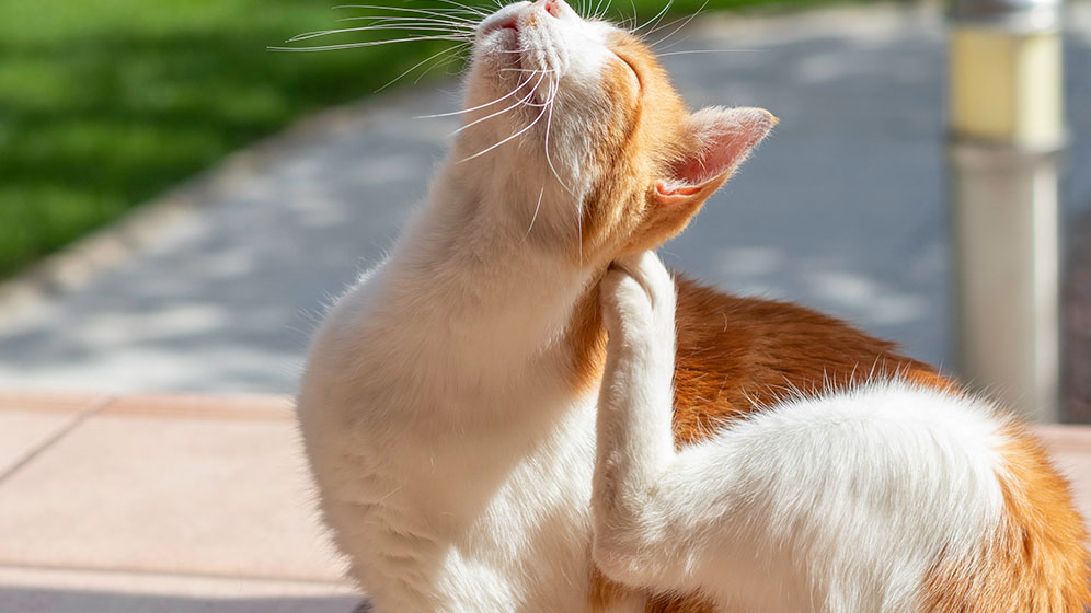 Simak 8 Cara Membasmi Kutu Kucing yang Ampuh Ini