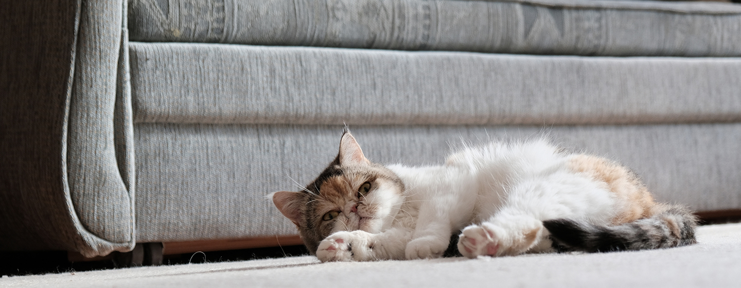 Apakah Kucing Bisa Menstruasi? Berikut Penjelasannya!