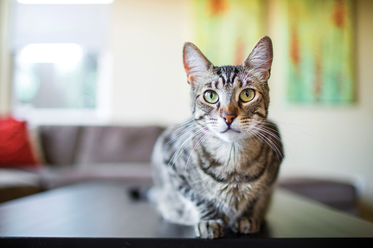 Seekor kucing duduk di atas meja