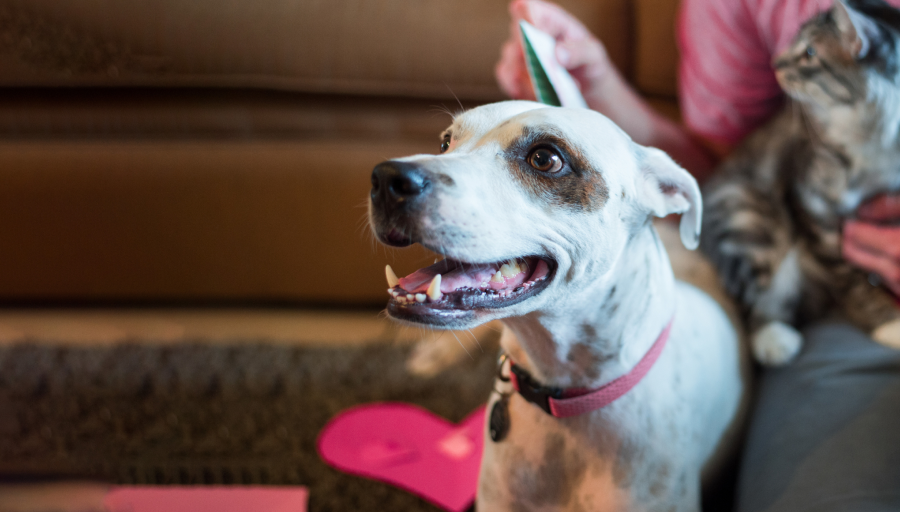 Seekor anjing dengan kalung pink