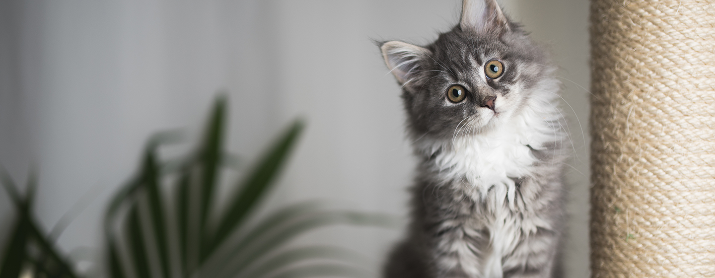 Perkembangan Anak Kucing: Kapan Anak Kucing Membuka Mata?