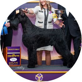 Giant Schnauzer