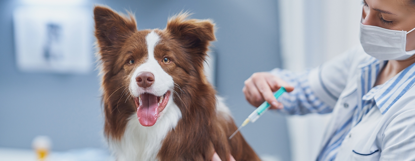 Vaksin Anjing: Jenis, Jadwal dan Manfaatnya