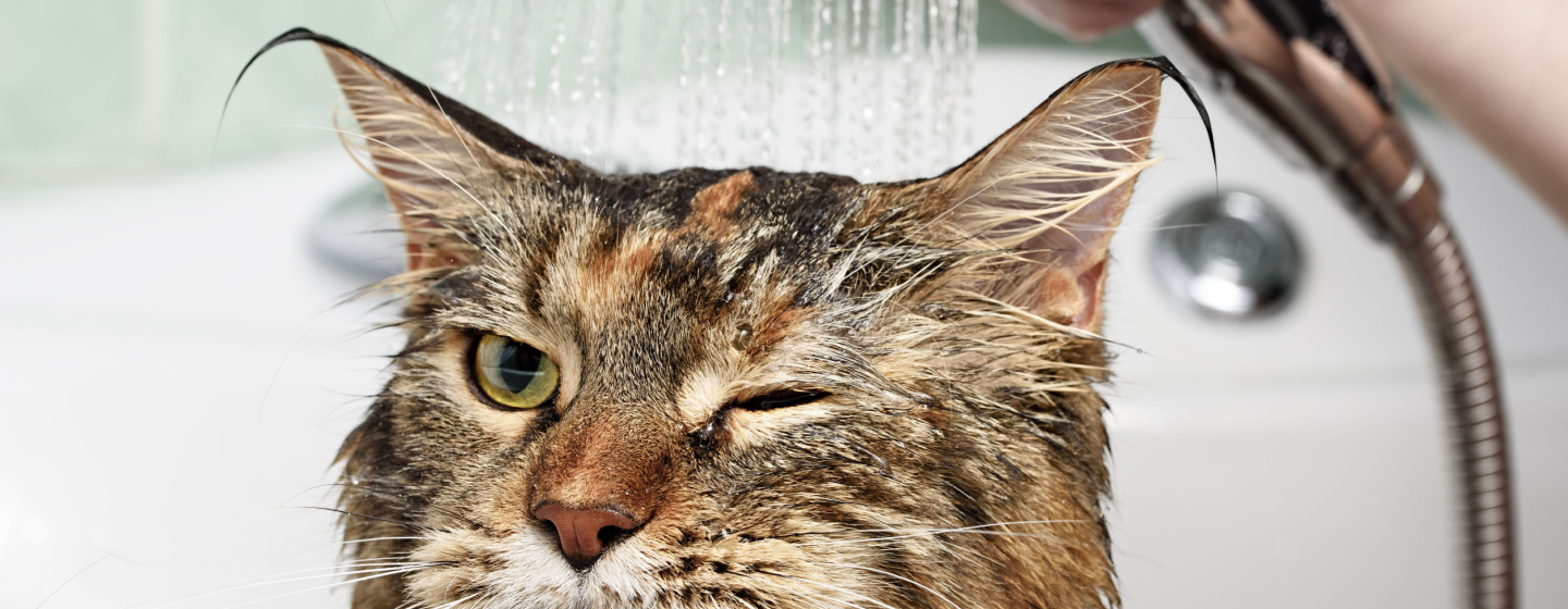 5 Alasan Kenapa Kucing Takut Air