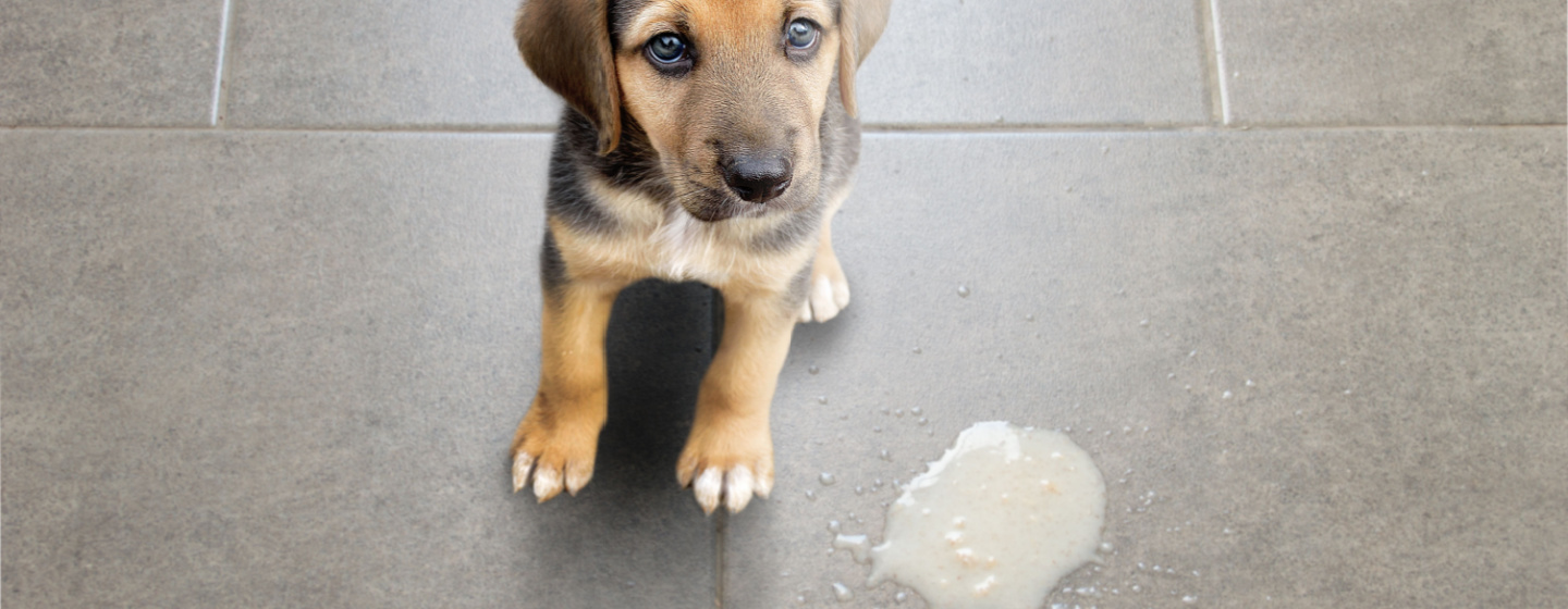 9 Penyebab Anjing Muntah Kuning dan Cara Perawatannya