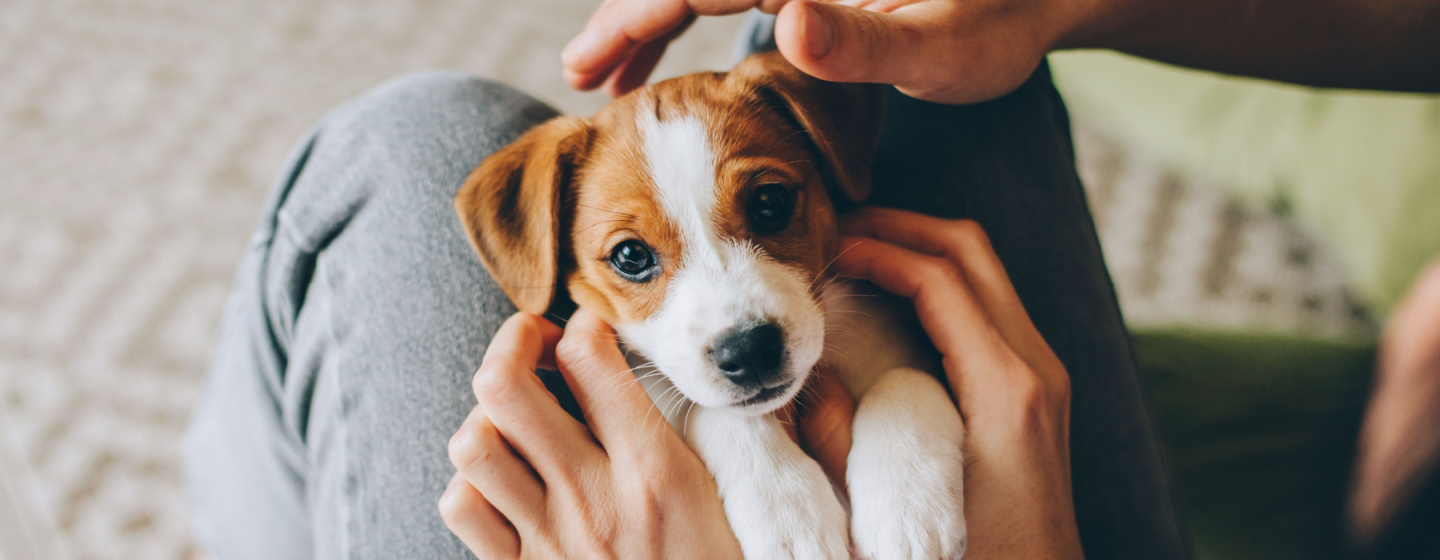 Bagaimana Cara Menghitung Umur Anjing? Simak Penjelasan Berikut!