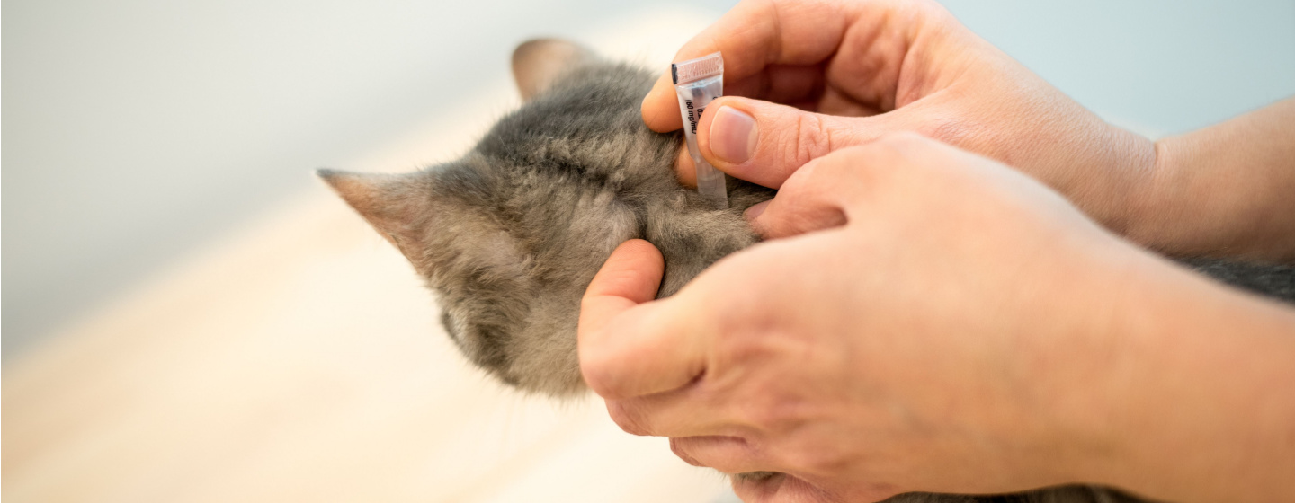 Cara Membasmi Kutu Kucing di Rumah dengan Bahan Alami