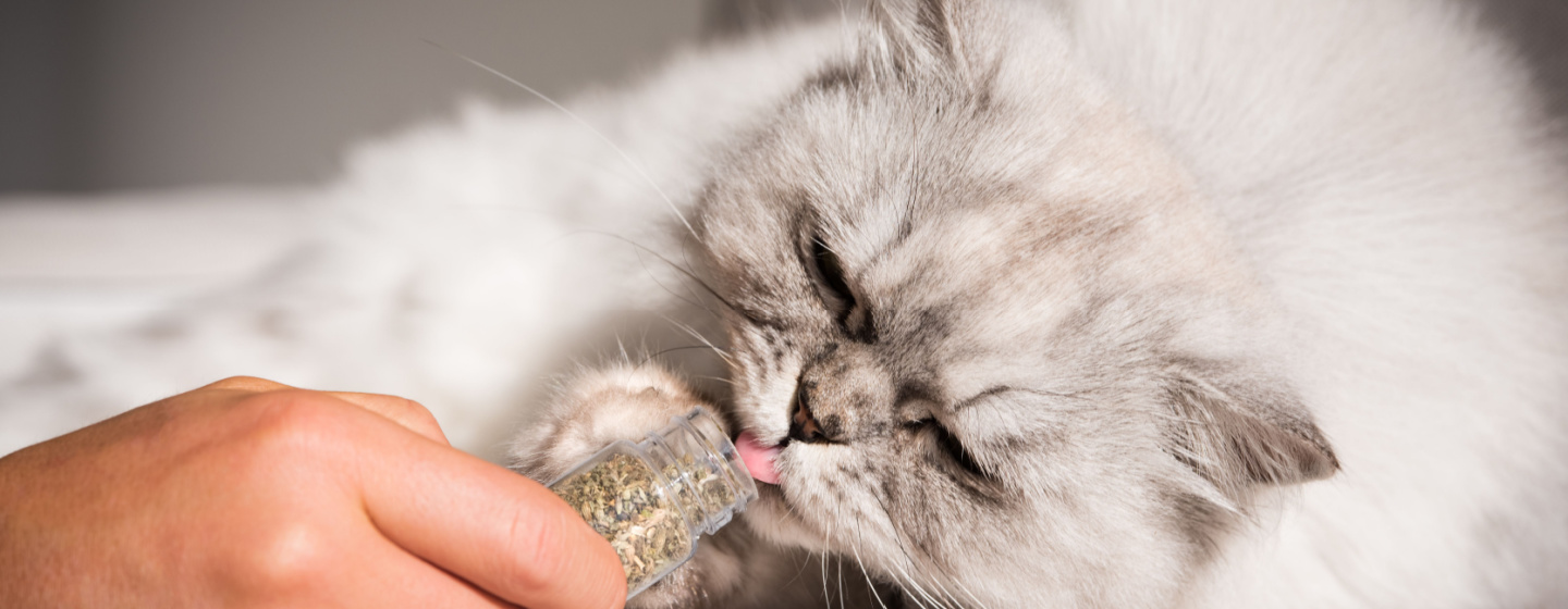 Catnip Itu Apa? Simak Cara Pakainya untuk Kucing Kesayangan