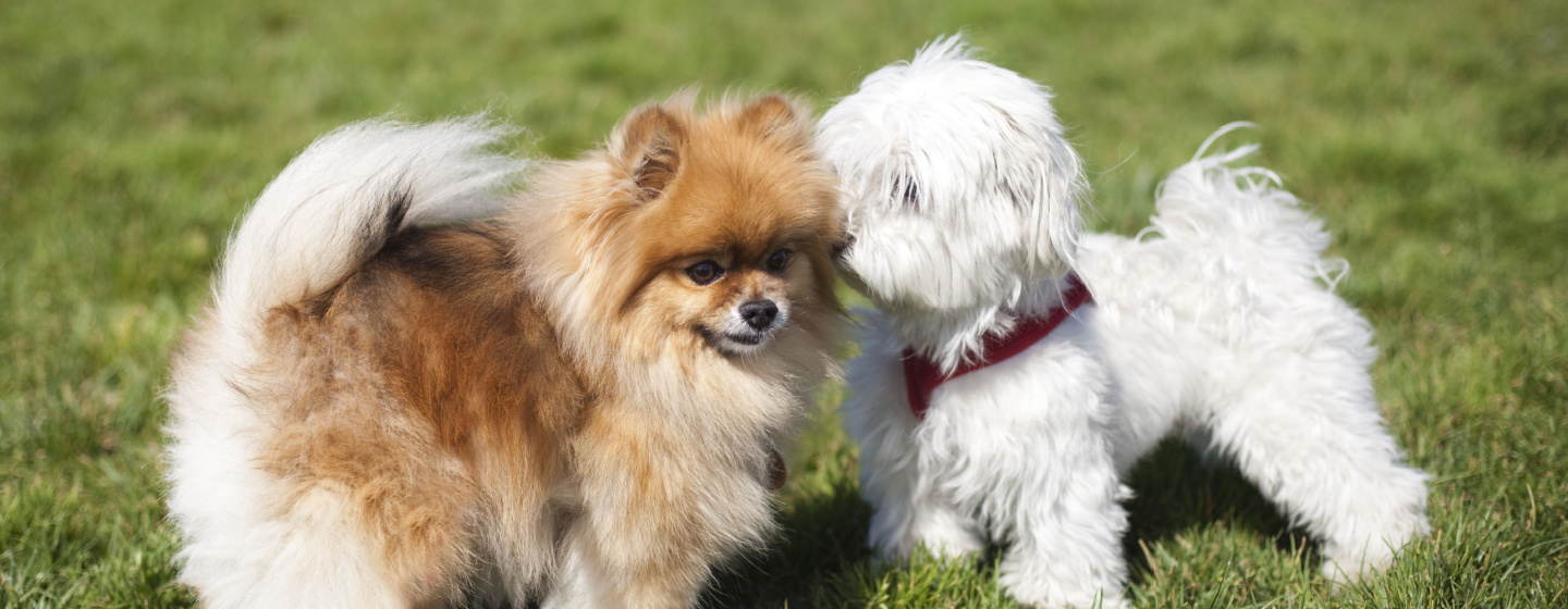 Jenis-jenis Anjing Peliharaan Lucu dan Menggemaskan