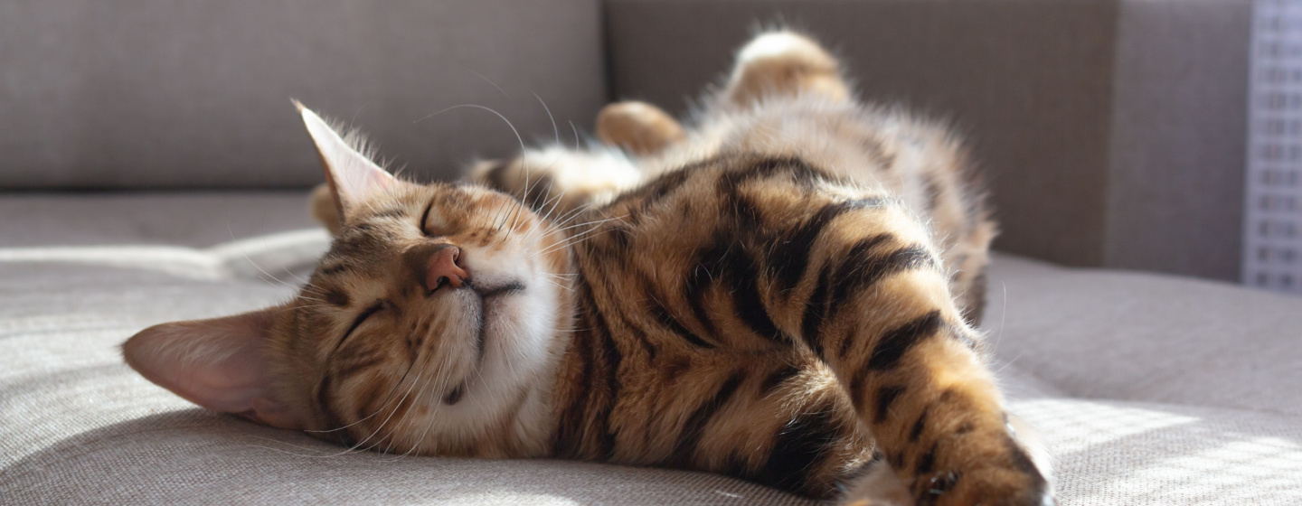 Kenapa Kucing Suka Tidur? Ini Penyebab dan Tanda yang Perlu Diwaspadai 