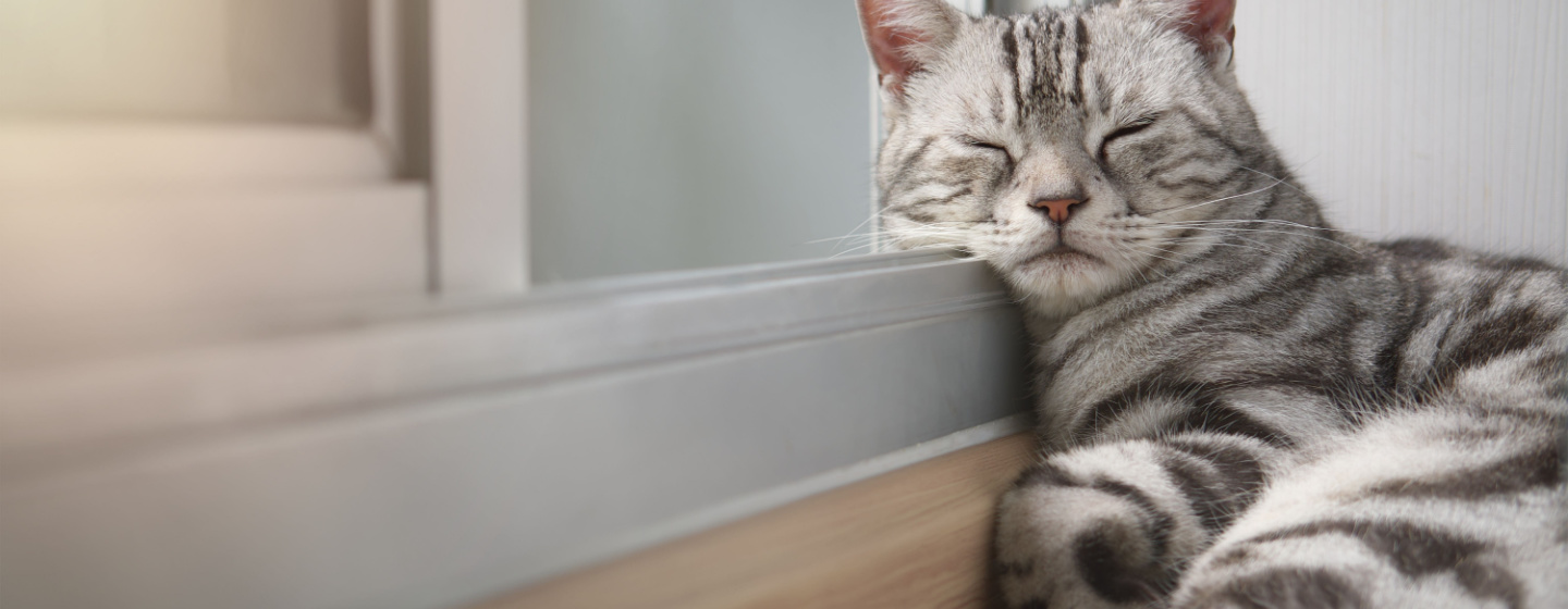 Kenapa Kucing Tidur Terus? Ini Alasannya!